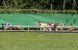 Basenji KSM Muenster 2014 (1033)